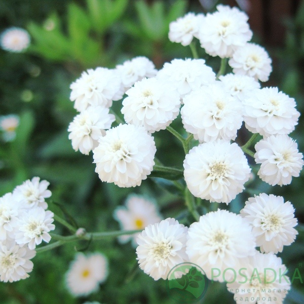 картинка Гипсофила махровая Plena White 