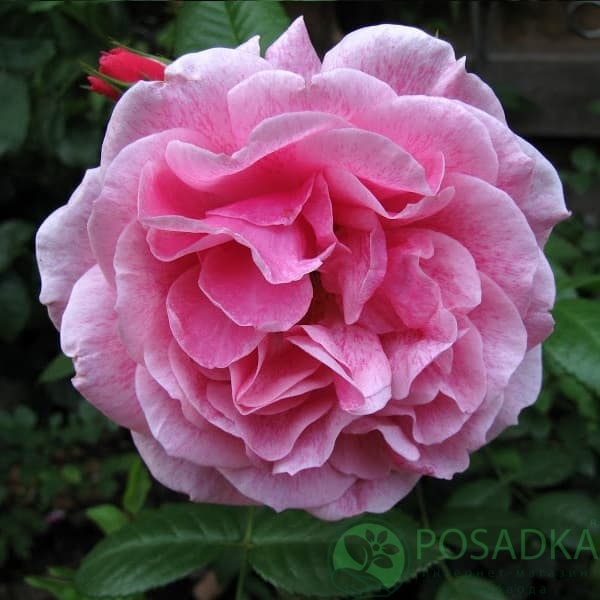 картинка Роза плетистая Камелот 