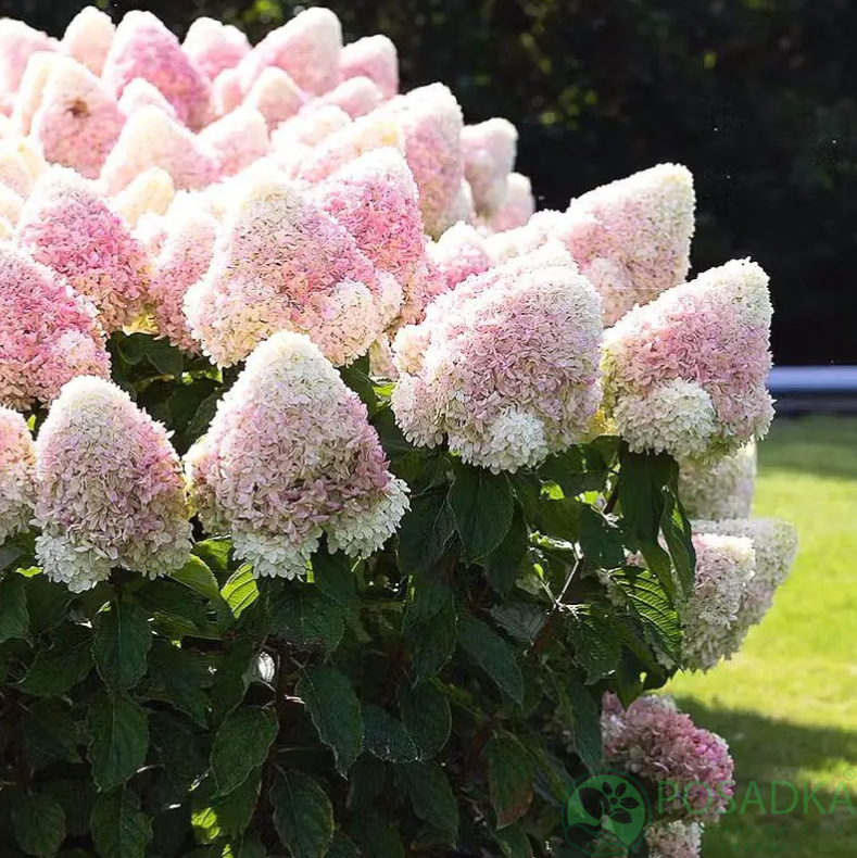 картинка Гортензия метельчатая Living Candy Love 