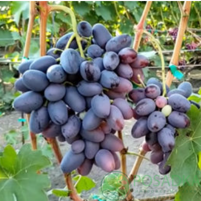 картинка Виноград Эйфория 