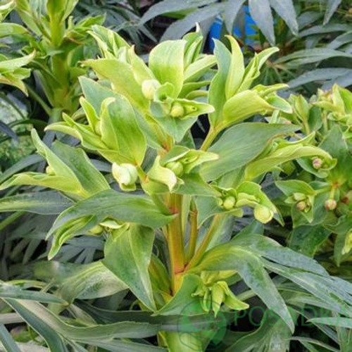 картинка Морозник Yellow Wilgenbroek  картинка Морозник Yellow Wilgenbroek