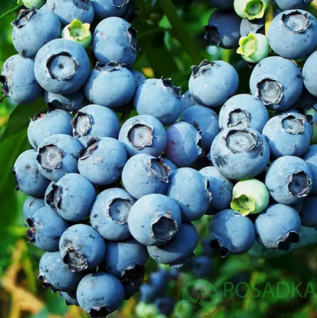 картинка Голубика 3 летняя Блюголд (контейнер С2)  картинка Голубика 3 летняя Блюголд (контейнер С2)