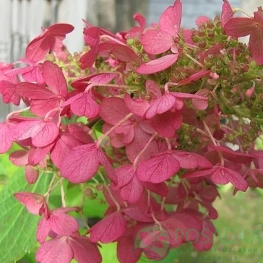 картинка Гортензия метельчатая 'Prim Red (Прим Ред) 3л 