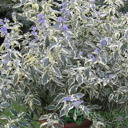 картинка Кариоптерис White Surprise 