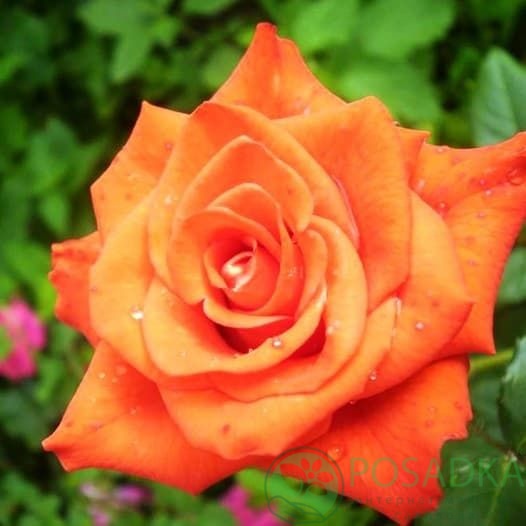 картинка Роза чайно-гибридная Стар 2000 