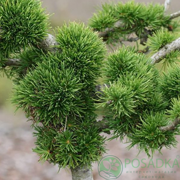 картинка Лиственница европейская Larix decidua krejci 