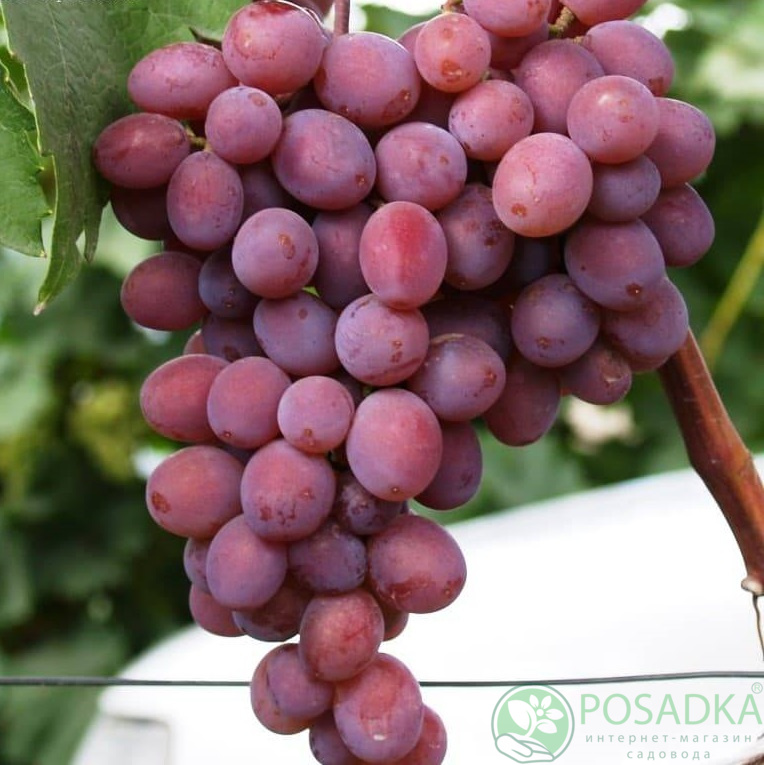 картинка Виноград Кишмиш Запорожский 