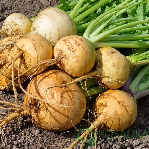 картинка Брюква Приморская семена (1гр) 