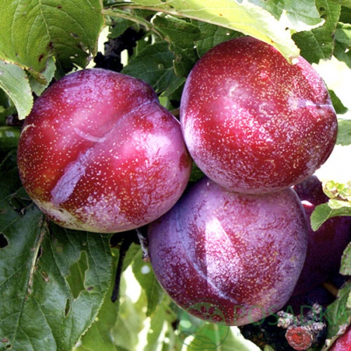 картинка Слива Хироми Ред  картинка Слива Хироми Ред