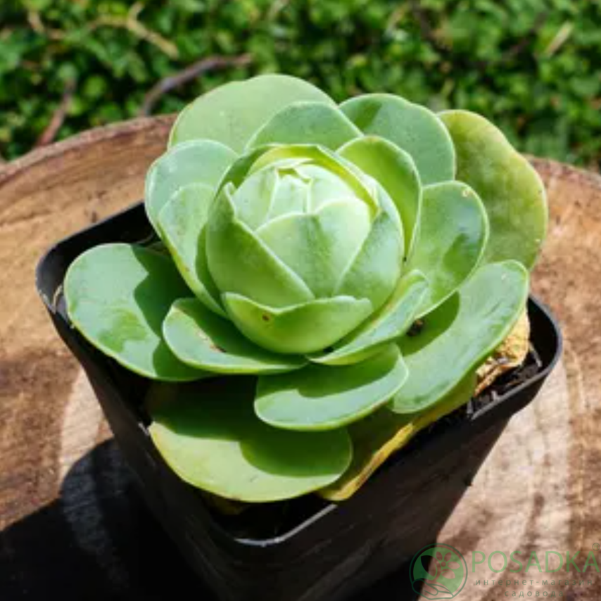 картинка Сукулент Гриновия Диплоциклум (Greenovia Diplocycla) 