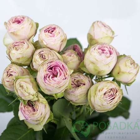 картинка Роза кустовая Брайдал Лейс Роза (контейнер С2) 