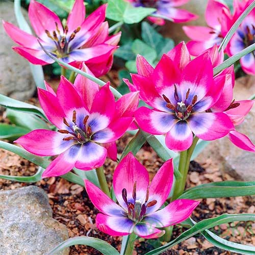 картинка Тюльпан Little Beauty 