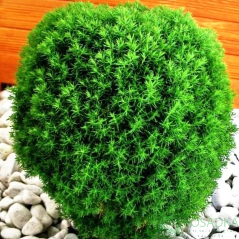 картинка Туя западная Teдди  