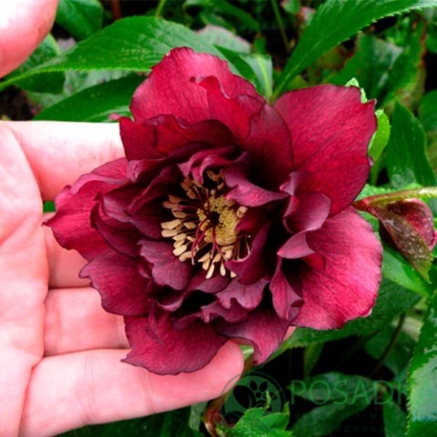 картинка Морозник махровый Hybrids Red Promise 