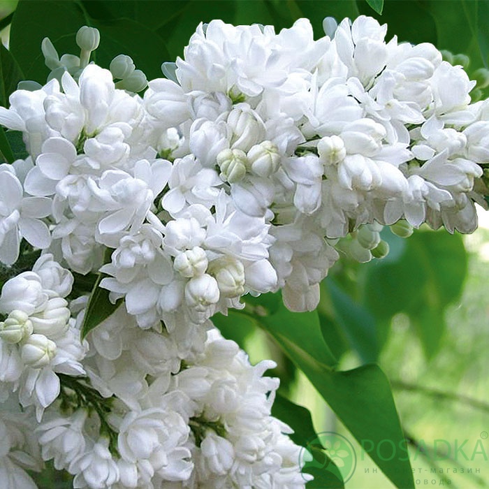 картинка Сирень Леся Украинка  картинка Сирень Леся Украинка