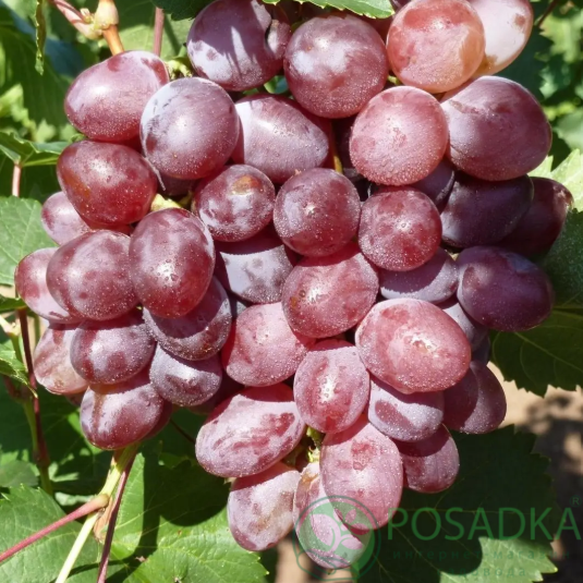 картинка Виноград Великан 