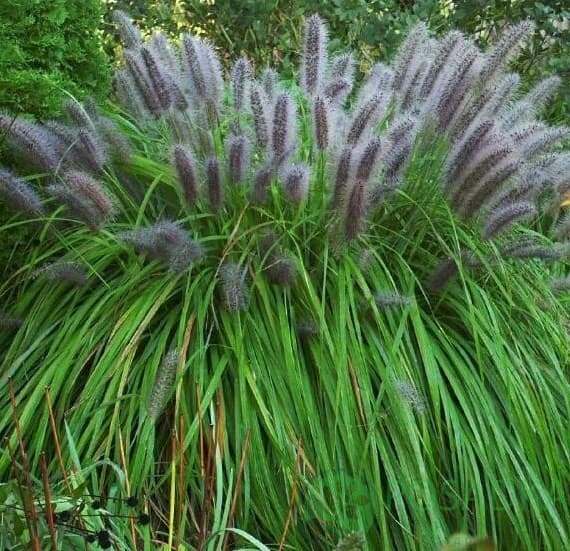 картинка Пеннисетум розовый 