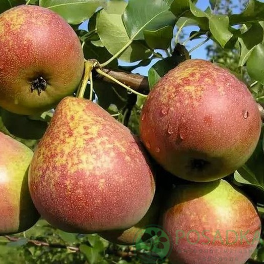 картинка Груша Мраморная 