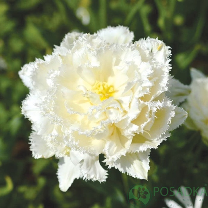 картинка Тюльпан Snow Crystal 