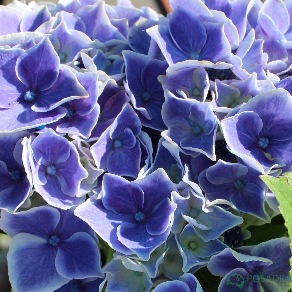 картинка Гортензия крупнолистая Saxon Candy Heart Blue (Канди Герт Блу) 