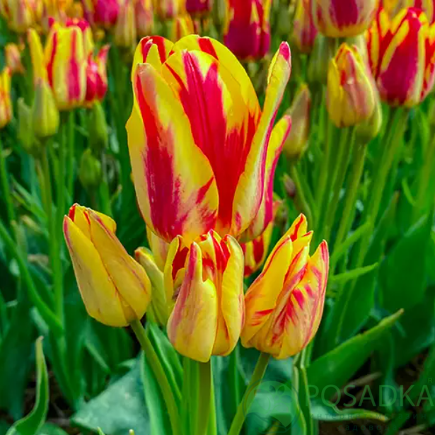 картинка Тюльпан Outbreak  картинка Тюльпан Outbreak