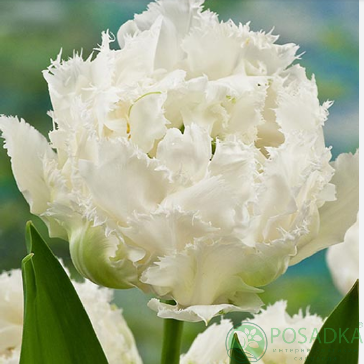 картинка Тюльпан Snow Crystal 