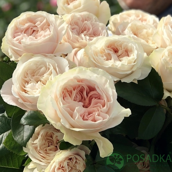 картинка Роза чайно-гибридная Шифон С2 