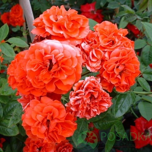 картинка Роза миниатюрная Оранж Санблейз 