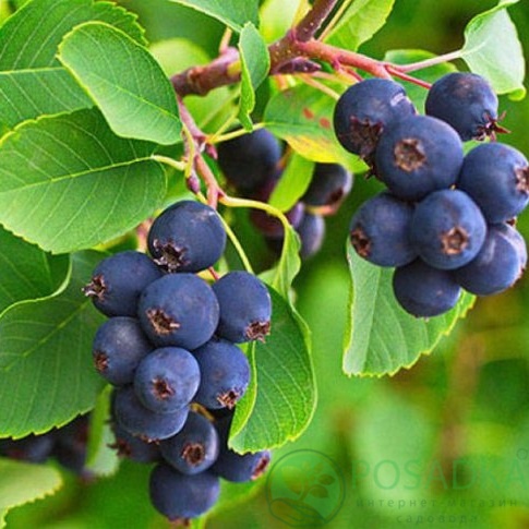 картинка Ирга Слейт  картинка Ирга Слейт