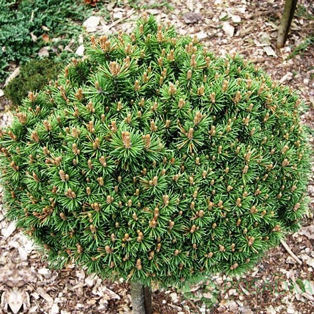 картинка Cосна горная Костельничек 