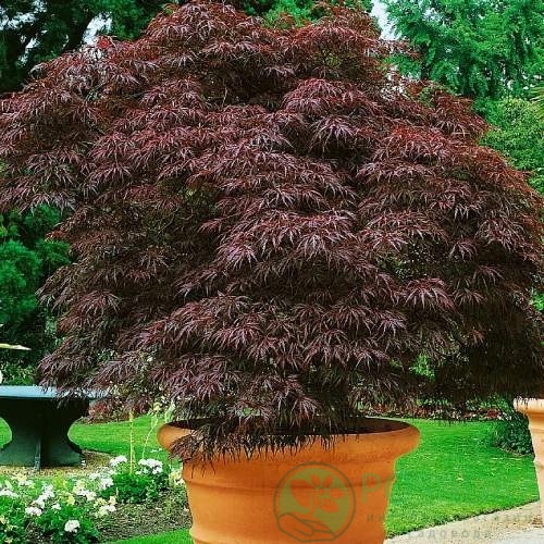 картинка Клён пальмолистный Гарнет 