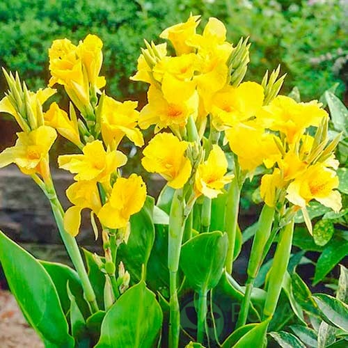 картинка Канна Richard Wallace 