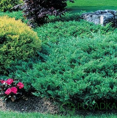 картинка Можжевельник китайский Плюмоза  