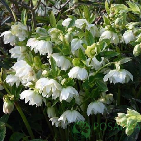 картинка Морозник Белый Махровый (Helleborus Double White) 