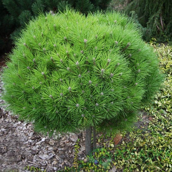 картинка Сосна черная Bambino 