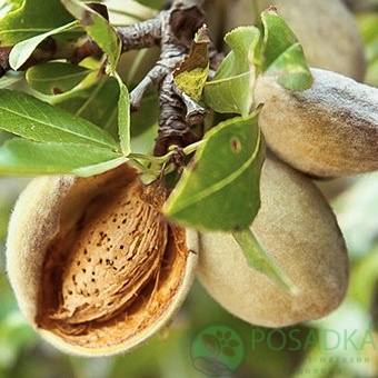 картинка Миндаль Туоно (привитый)  картинка Миндаль Туоно (привитый)