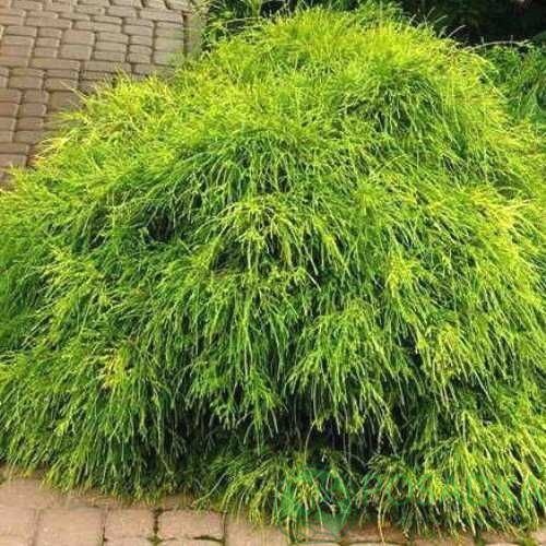 картинка Кипарисовик горохоплодный Nana Albovariegata 7.5л 