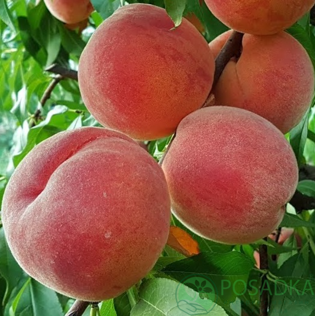 картинка Персик Присцилла (Priscilla) 