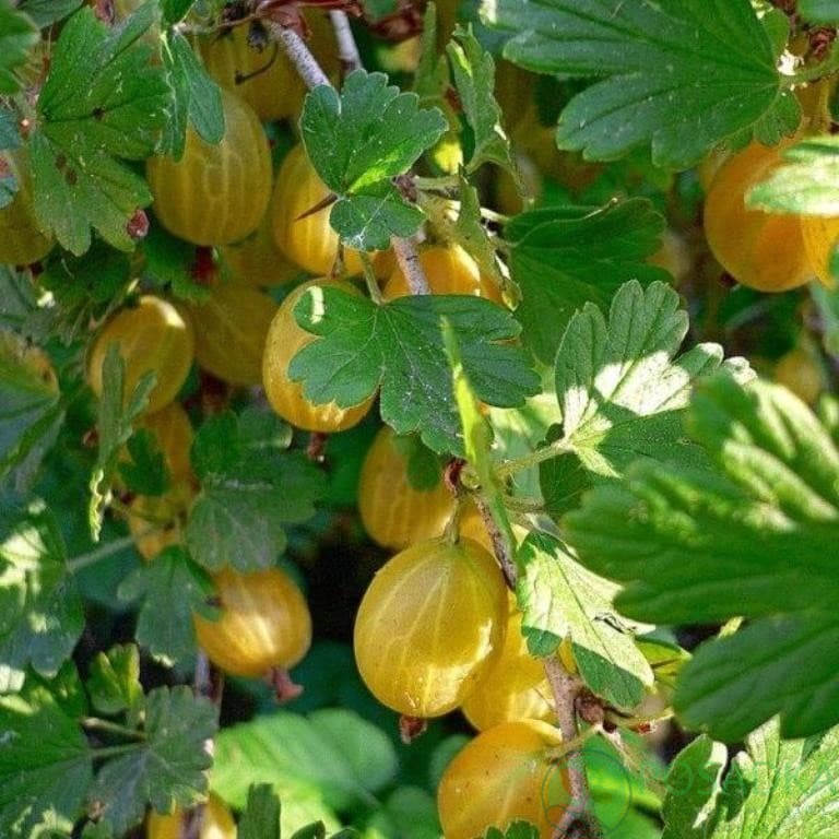 картинка Крыжовник Английский желтый 