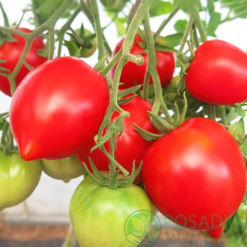 картинка Семена Томат Легенда Тарасенко 0.1 г, Seedera 