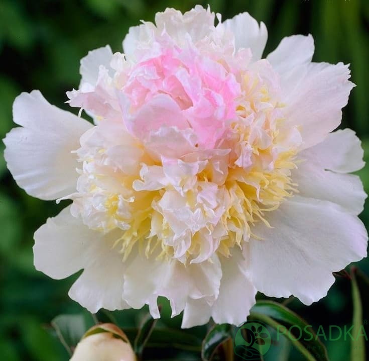 картинка Пион травянистый Top Brass 