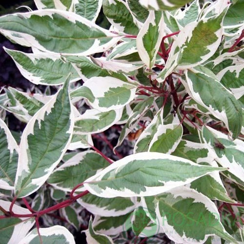 картинка Дерен белый Элегантиссима 