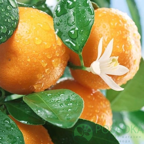 картинка Мандарин Нова (контейнер Р14) 