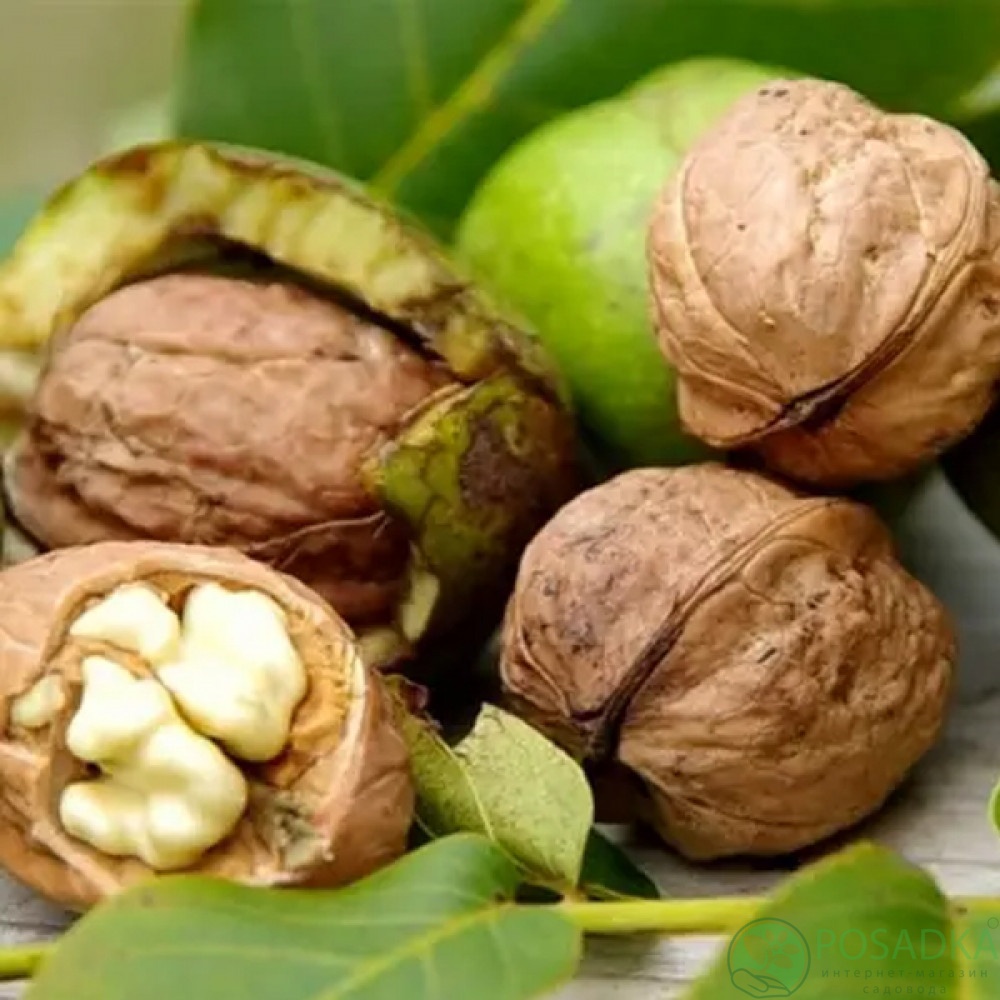 картинка Грецкий ореха Буковинская бомба (2 летний) 