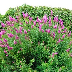 картинка Спирея Верболистная 3л 