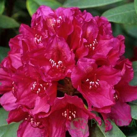 картинка Рододендрон Van Weerden Poelman 