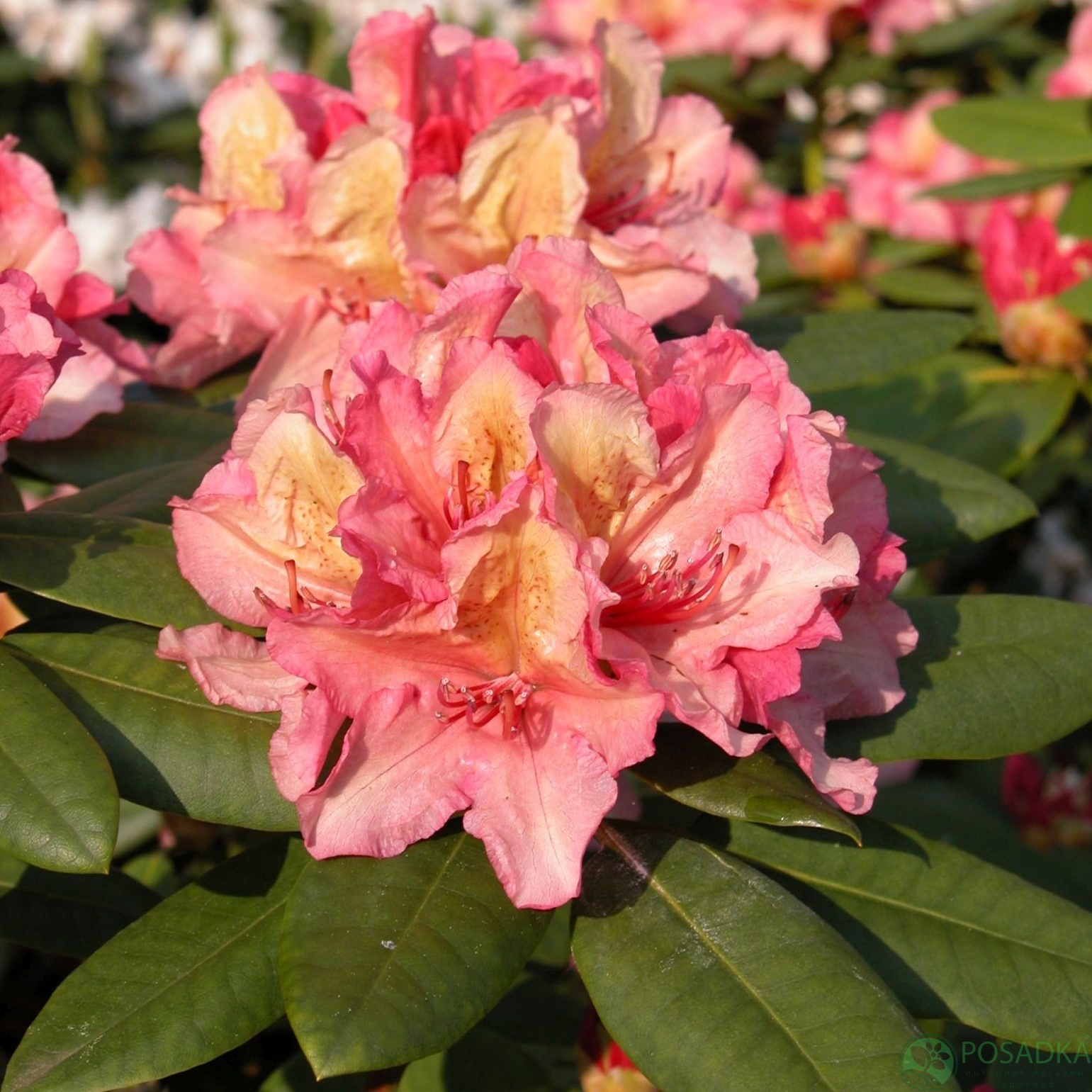 картинка Рододендрон Brasilia С4 