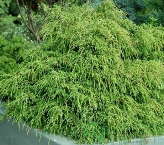 картинка Кипарисовик горохоплодный Filifera Nana 2л 