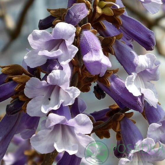 картинка Павлония (Адамово дерево) Paulownia elongata 