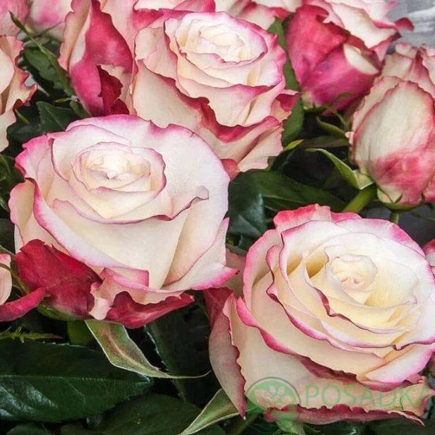 картинка Роза чайно-гибридная Свитнес 